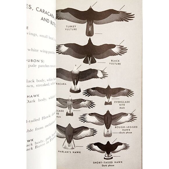 1948 Peterson Field Guide To The Birds Roger Peterson Vintage PB Illustrated B91 - Picture 5 of 7